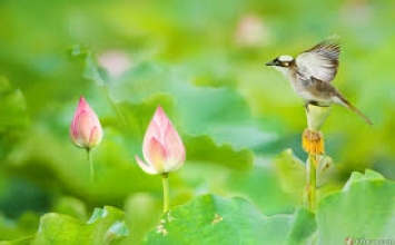 Học Phật cần có chân tâm